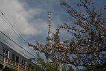 桜 東京スカイツリー