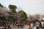 桜 隅田公園