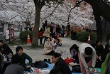 桜 隅田公園