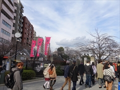 隅田公園入口の桜（3分咲き）