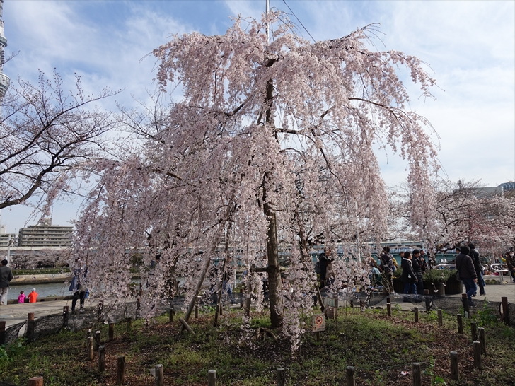 隅田川公園 枝垂れ桜（満開）