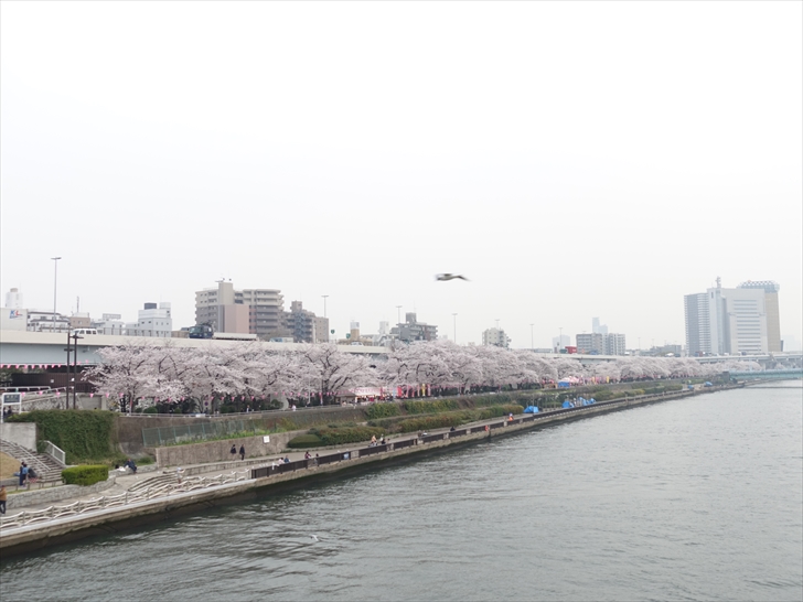 桜橋から向島側堤（満開）