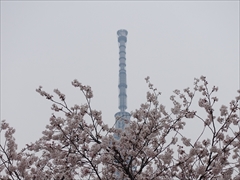 桜と東京スカイツリー