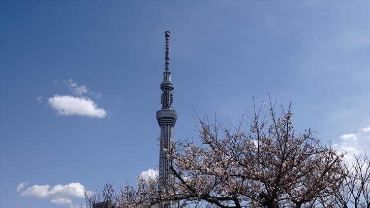隅田公園 桜