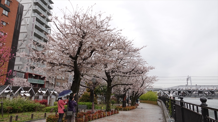隅田公園 桜まつり