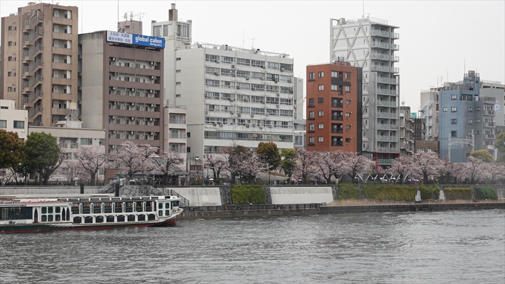 隅田公園 桜まつり