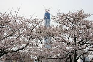 桜 東京スカイツリー