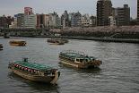 桜 隅田川と屋形船
