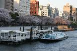桜 隅田川と船