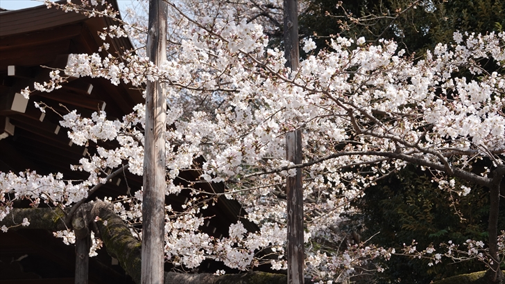 靖国神社 桜