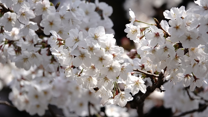 靖国神社 桜