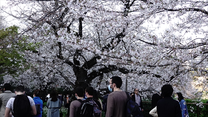 千鳥ヶ淵 桜
