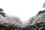 桜 上野公園