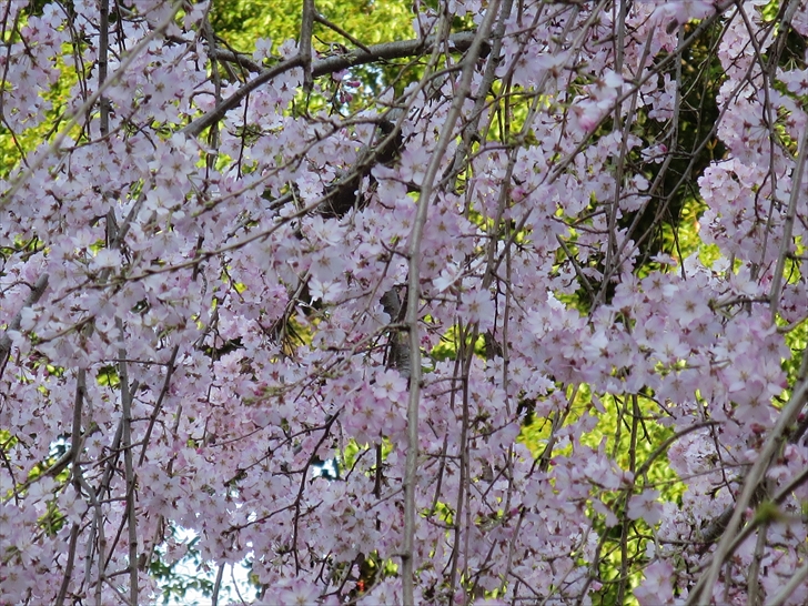 枝垂れ桜（満開）