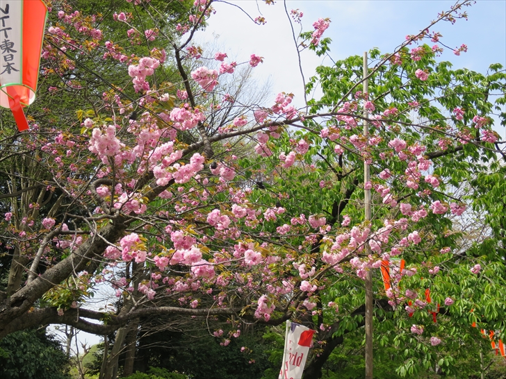 山桜・カンザン