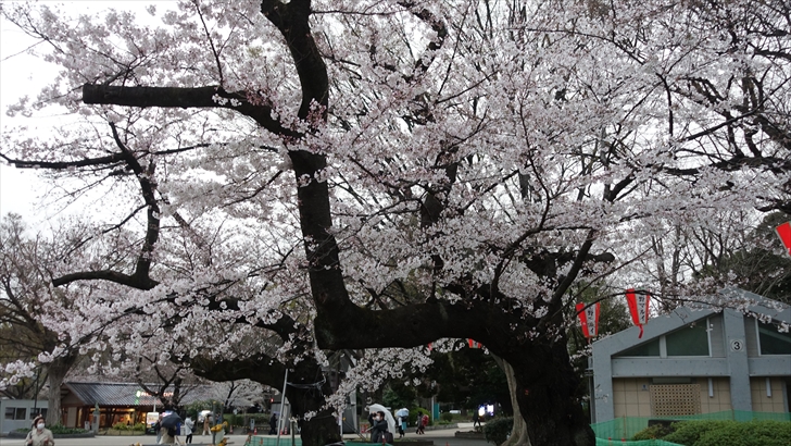 上野恩賜公園 桜