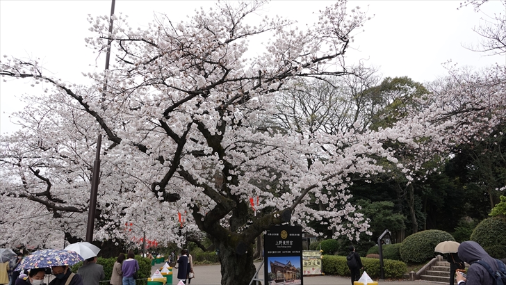 上野恩賜公園 桜