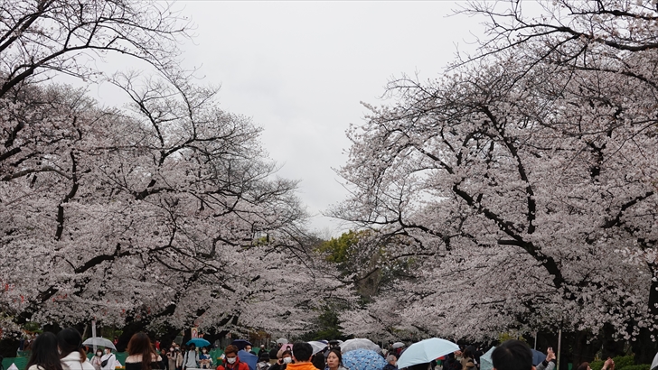 上野公園 桜